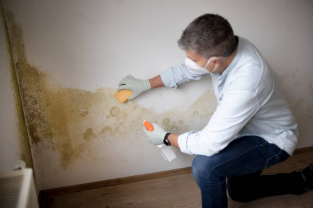 Best Environmental Consulting for Mold Prevention  in Macom, IL