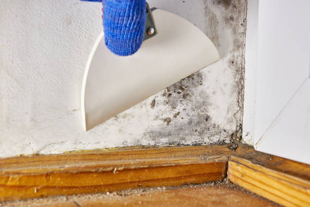 Best Mold Remediation for Healthcare Facilities  in Macom, IL